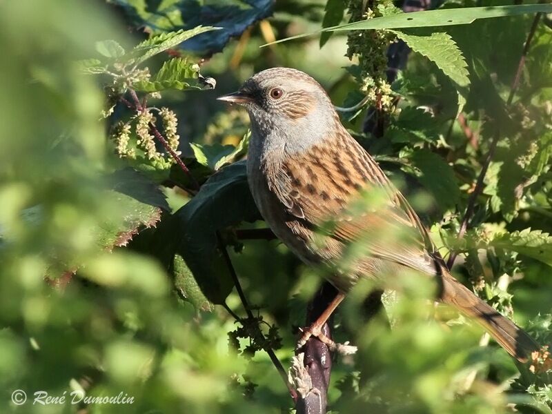 Dunnock, identification