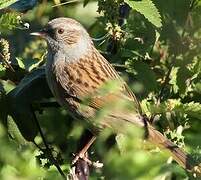 Dunnock