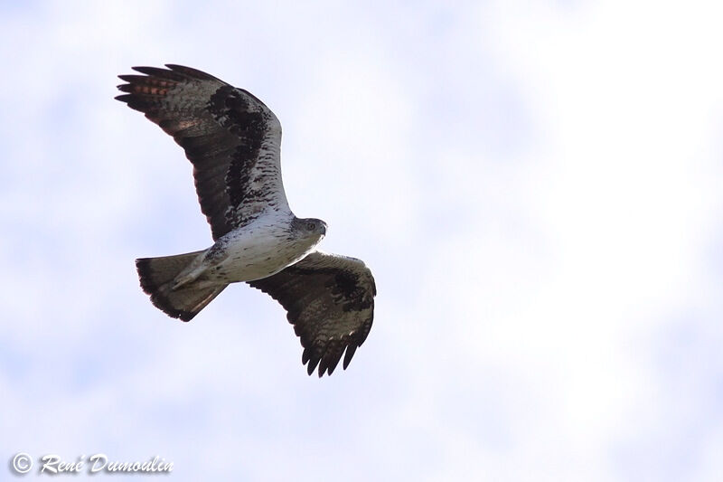 Aigle de Bonelliadulte, Vol