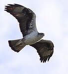 Aigle de Bonelli