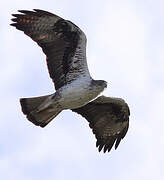 Bonelli's Eagle