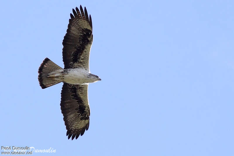 Aigle de Bonelliadulte, identification, Vol