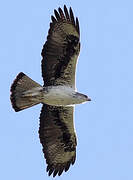 Aigle de Bonelli