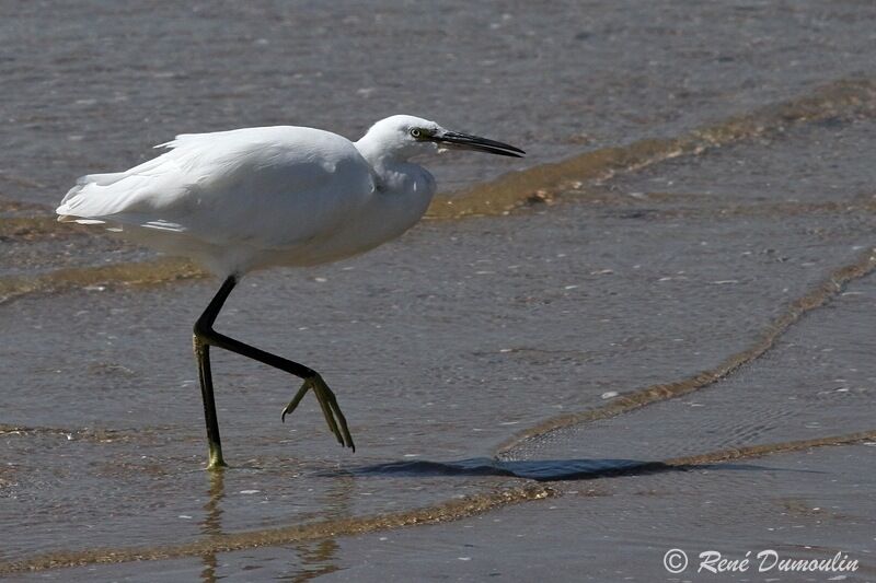 Aigrette garzetteadulte