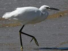 Little Egret