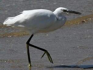 Aigrette garzette