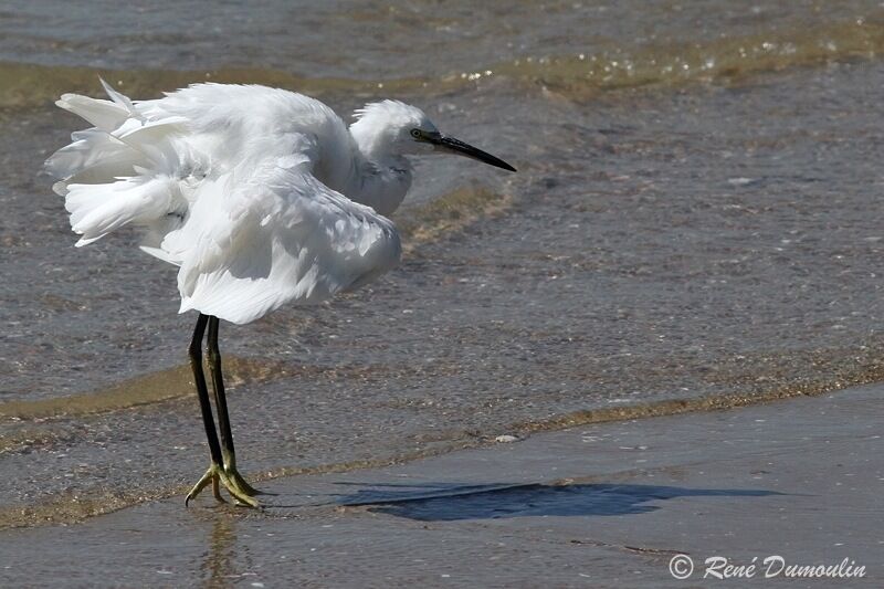 Little Egretadult