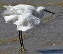 Aigrette garzette