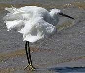 Aigrette garzette