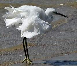 Aigrette garzette