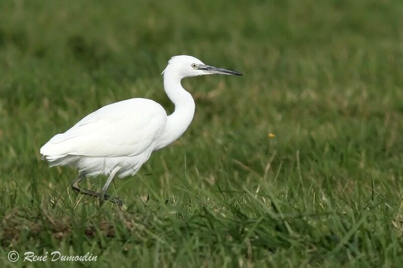 Aigrette garzetteadulte, identification