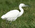 Aigrette garzette