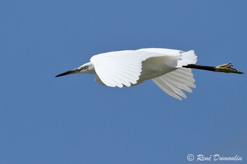 Aigrette garzetteadulte, Vol