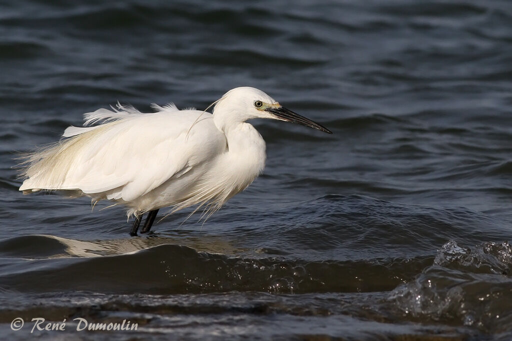 Little Egretadult, identification