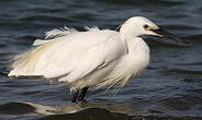 Aigrette garzette