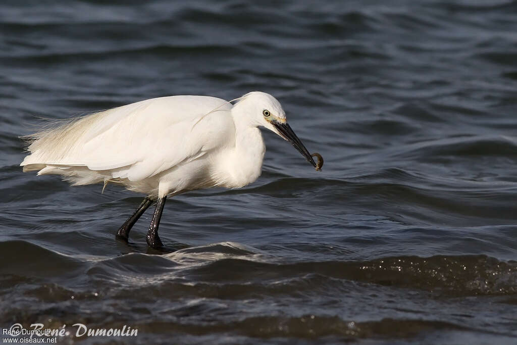 Aigrette garzetteadulte, identification