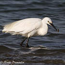 Little Egret