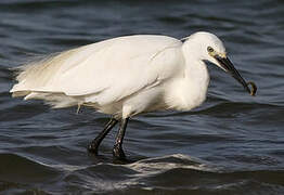 Little Egret