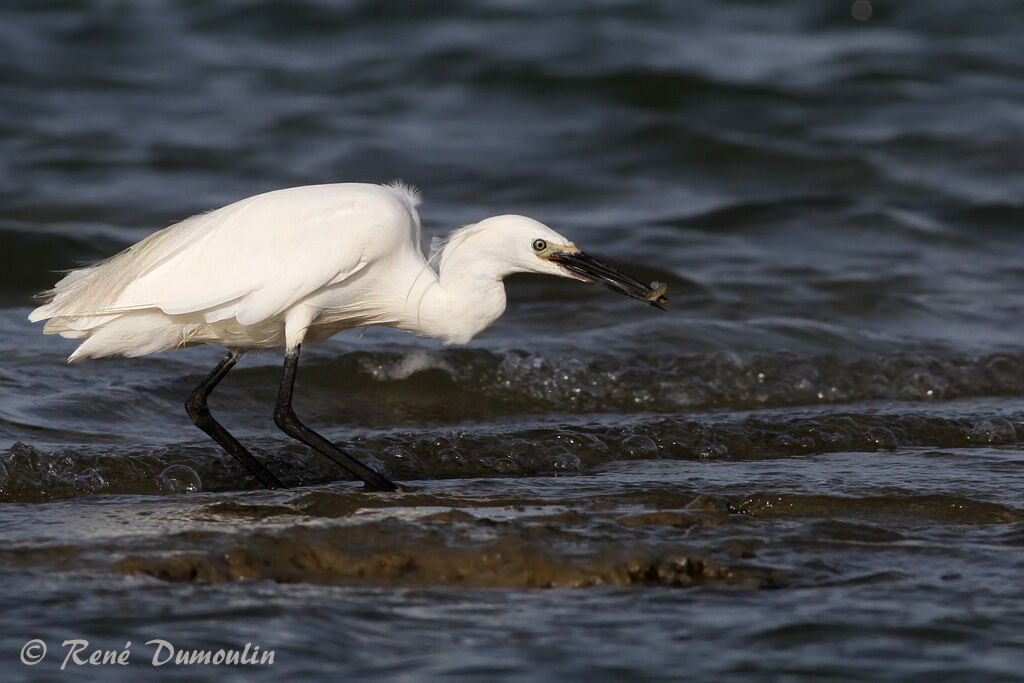 Little Egretadult, identification