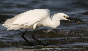 Little Egret