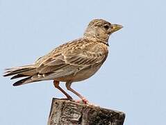 Calandra Lark