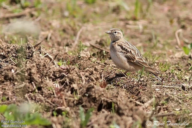 Alouette calandrelle adulte, redu68785