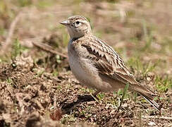 Greater Short-toed Lark