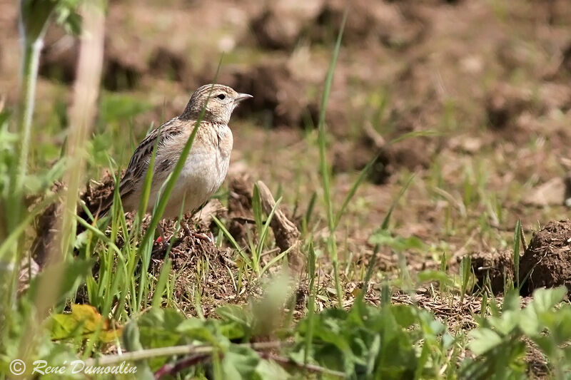 Greater Short-toed Lark, identification, Behaviour