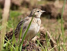 Greater Short-toed Lark