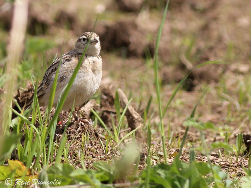 Greater Short-toed Lark