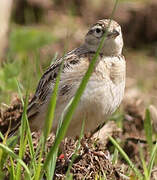 Greater Short-toed Lark