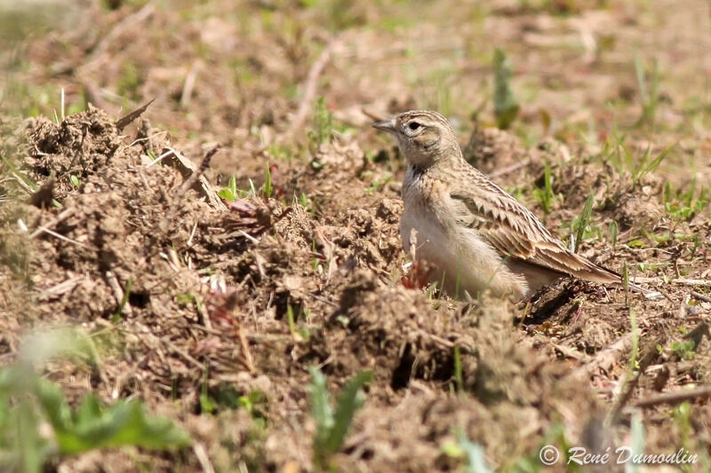 Greater Short-toed Lark, identification