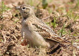 Greater Short-toed Lark