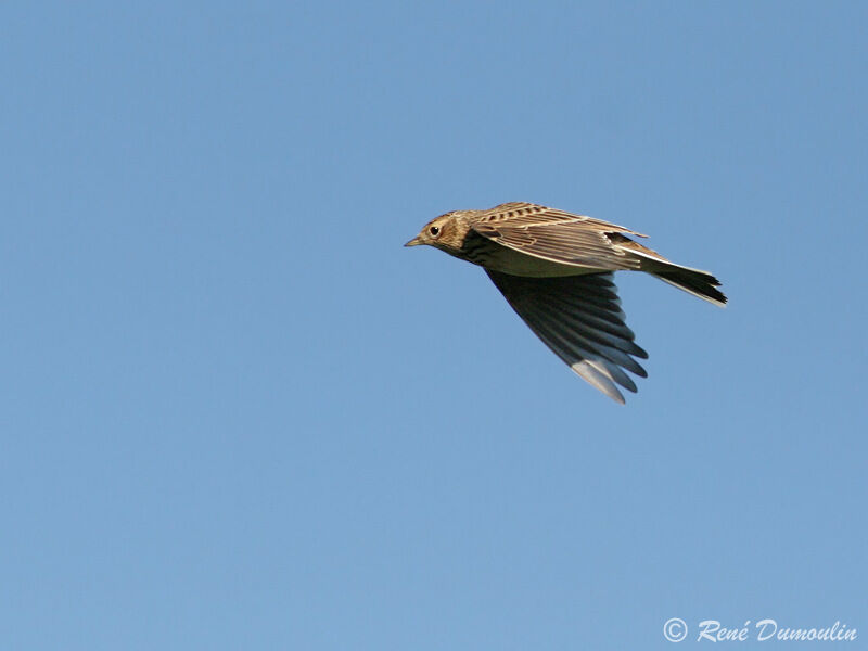 Eurasian Skylark