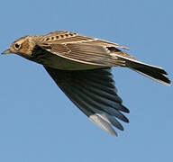 Eurasian Skylark