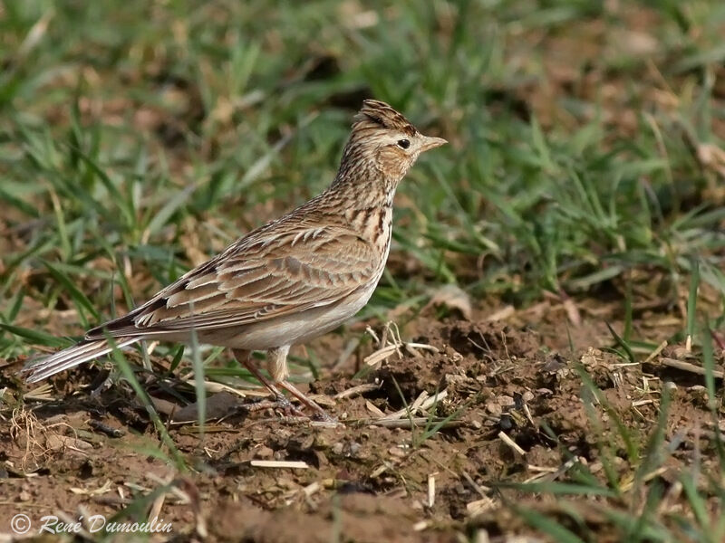 Alouette des champsadulte, identification