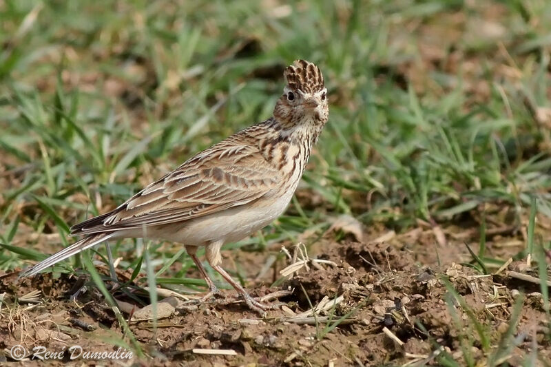 Alouette des champsadulte, identification