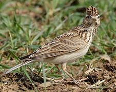 Eurasian Skylark