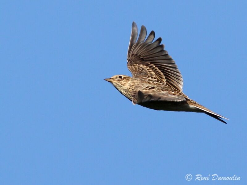 Eurasian Skylark, Flight