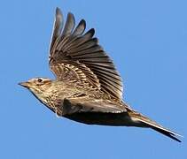 Eurasian Skylark