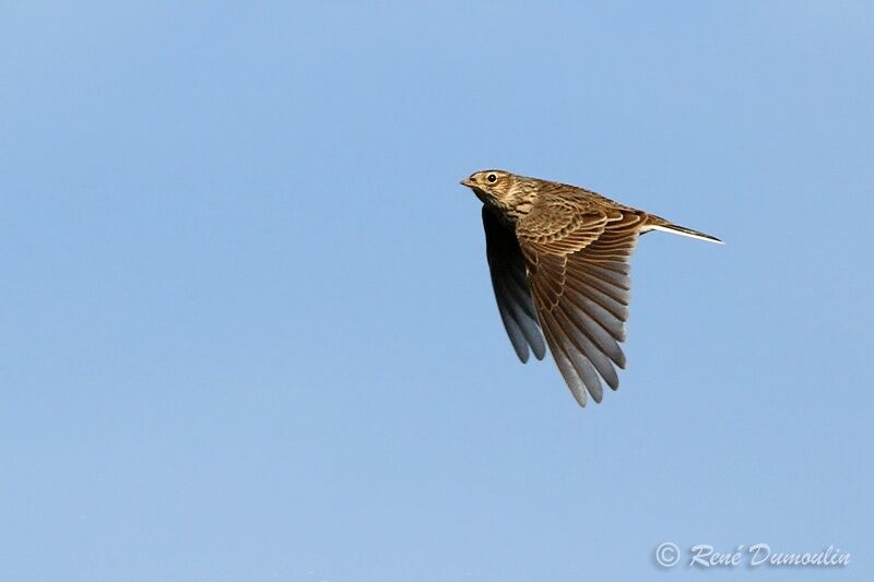 Eurasian Skylark, Flight