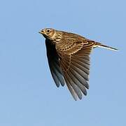 Eurasian Skylark