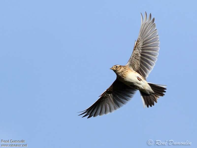 Eurasian Skylark, Flight