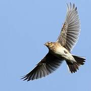 Eurasian Skylark