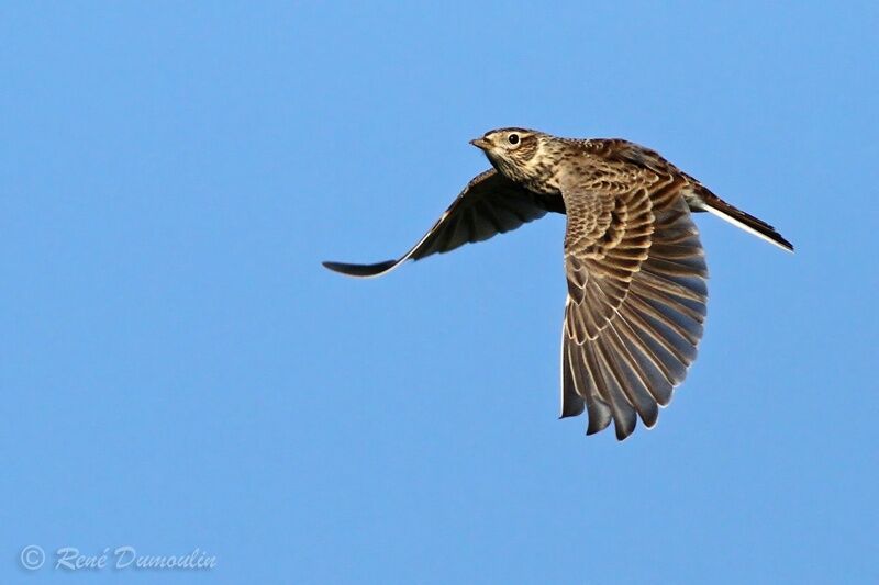 Eurasian Skylarkadult, Flight