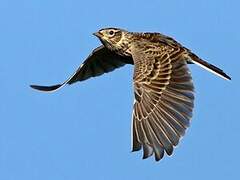 Eurasian Skylark