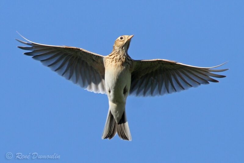 Eurasian Skylark, Flight