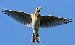 Eurasian Skylark