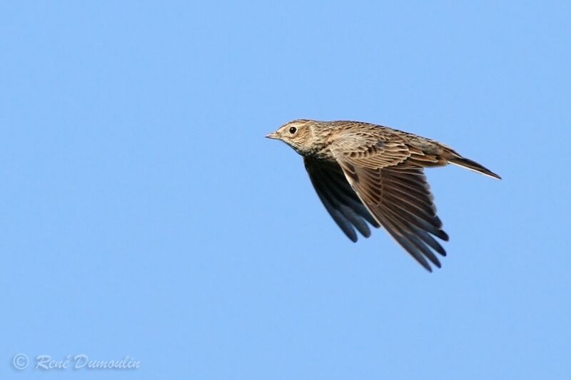 Eurasian Skylark, Flight