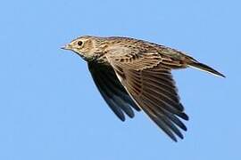 Eurasian Skylark